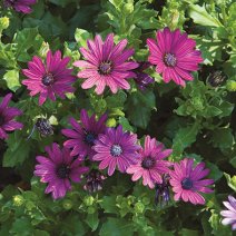 BloomIQ