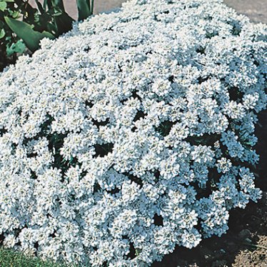 bloomiq candytuft