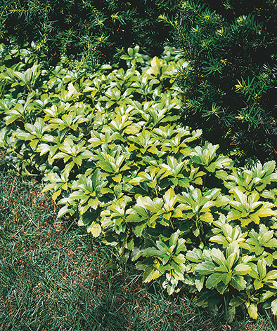 Japanese Spurge Common Name Japanese Spurge Botanical Name Pachysandra Terminalis Variety Na Zone Usda Zone 5 F To Usda Zone 9 F Light Shade Height 6 12 15 31 Cm Habit Spreading Feed Use All Purpose Water Weekly During