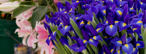 Irises - Bloom IQ